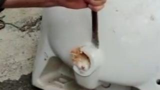 Lavabo deliğine sıkışan kediyi böyle kurtardılar