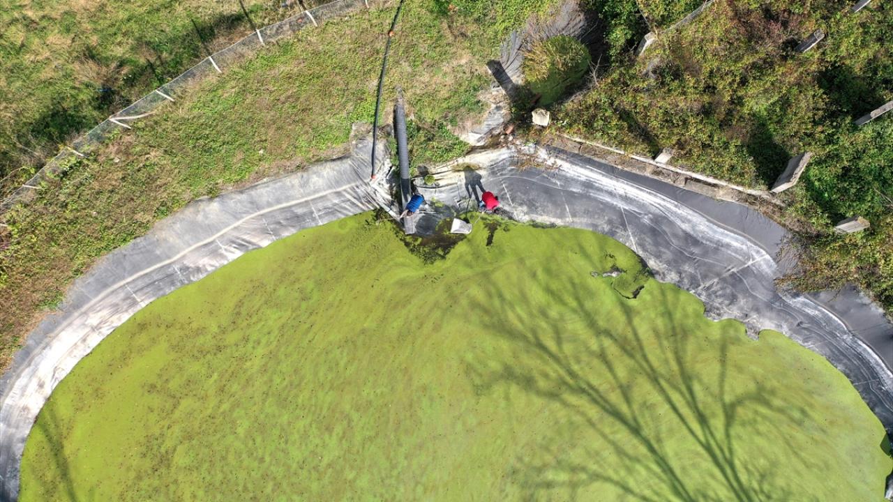 "Sudaki ağır metalleri çekme özelliği var"