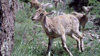 Sivas'ta yaban hayatı fotokapana yansıdı