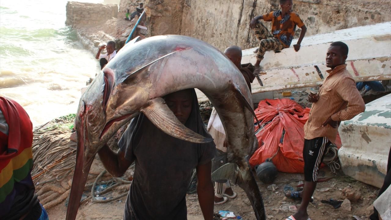 Tanesi 300 ila 600 dolar