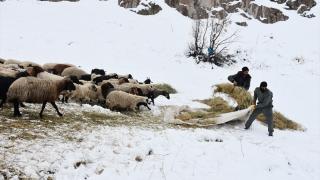 Hakkari'deki besicilerin kış şartlarıyla mücadelesi başladı