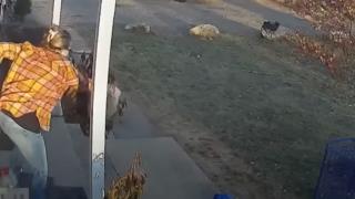 Anne, kızını vahşi rakun saldırısından kurtardı