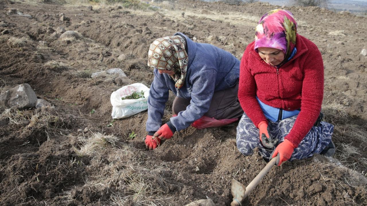 "Samsun`dan getirdiğimiz saleplerin dikimlerini yapıyoruz"