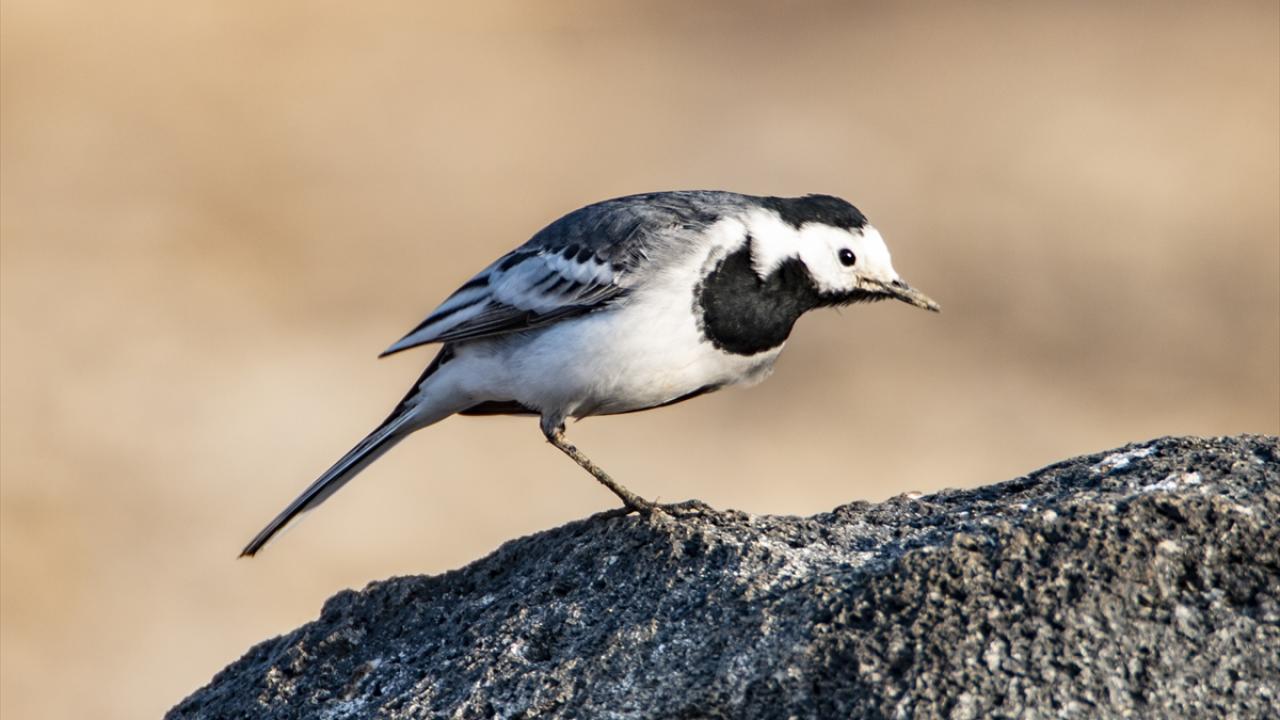 Görselde ak kuyruksallayan görülüyor.
