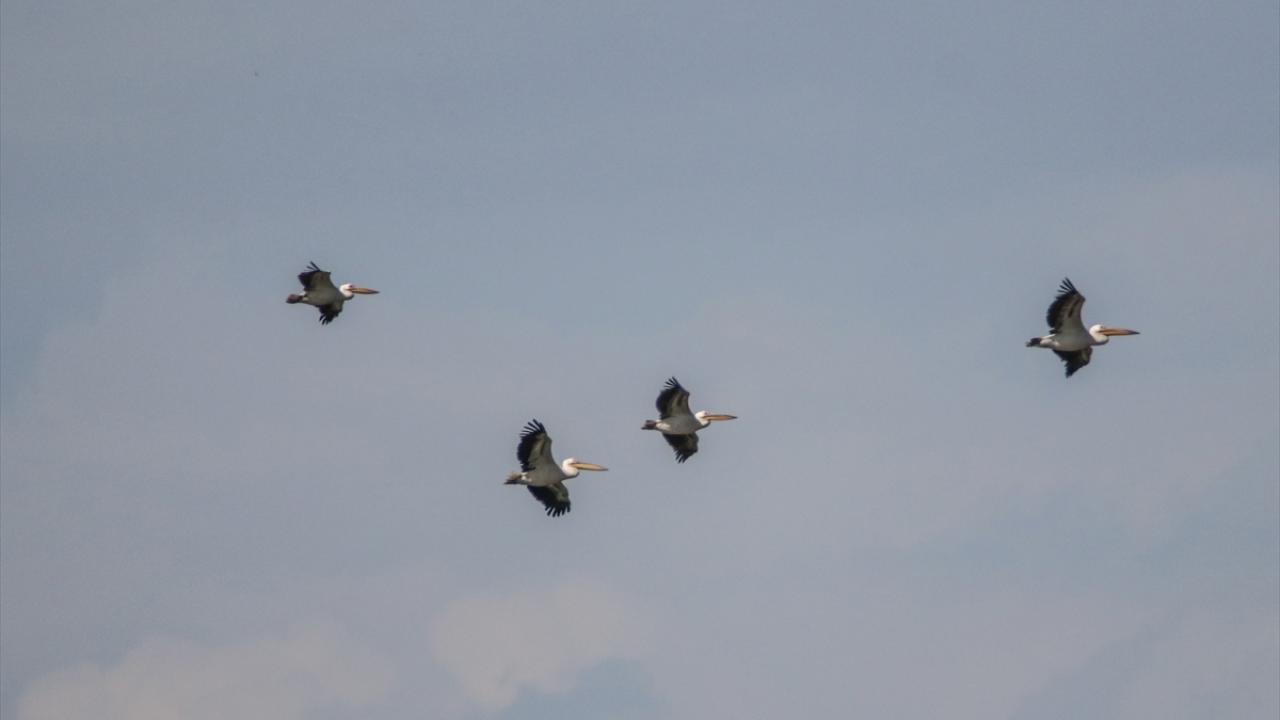 Görselde ak pelikan görülüyor.