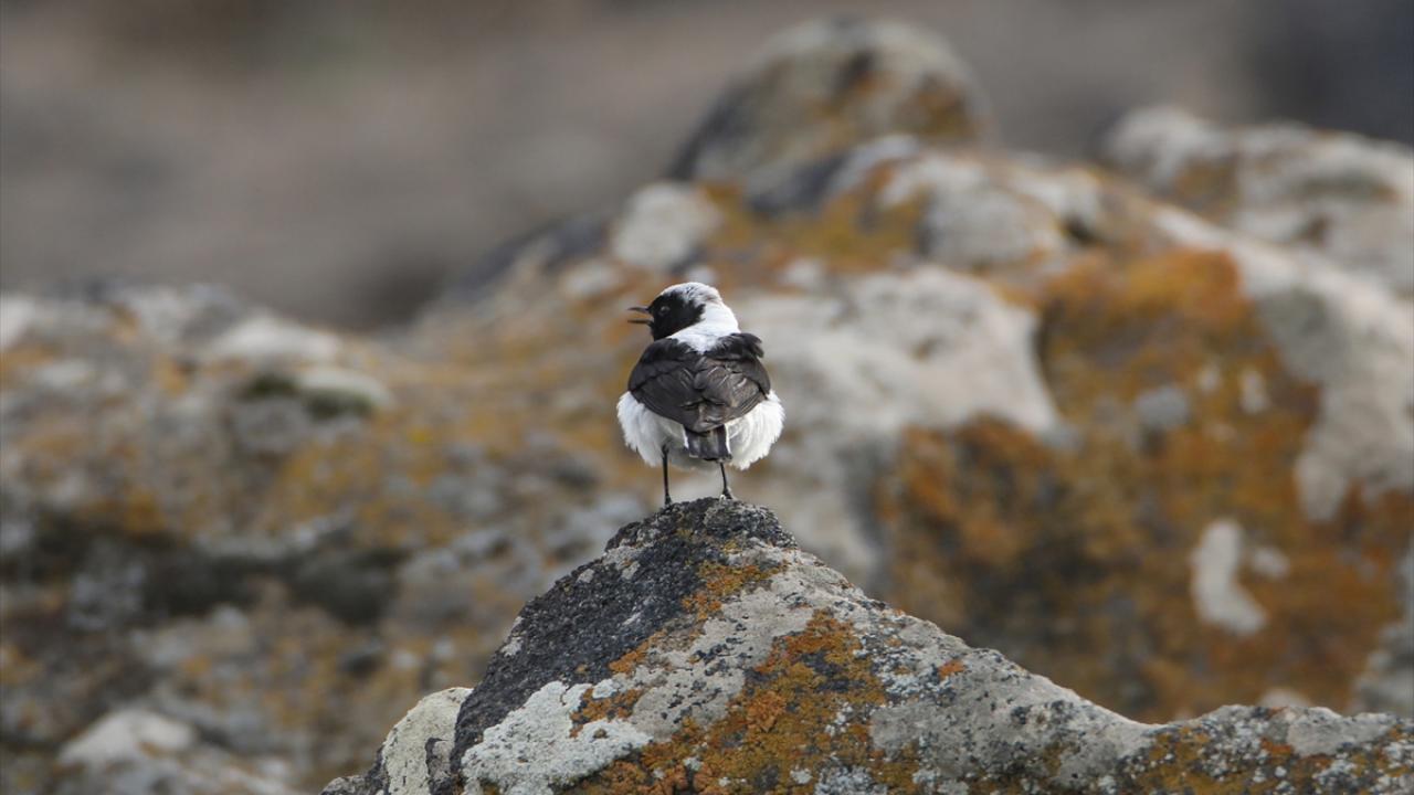 Görselde ak sırtlı kuyrukkakan görülüyor