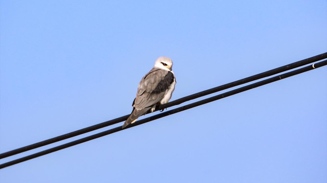 Görselde ak çaylak görülüyor.