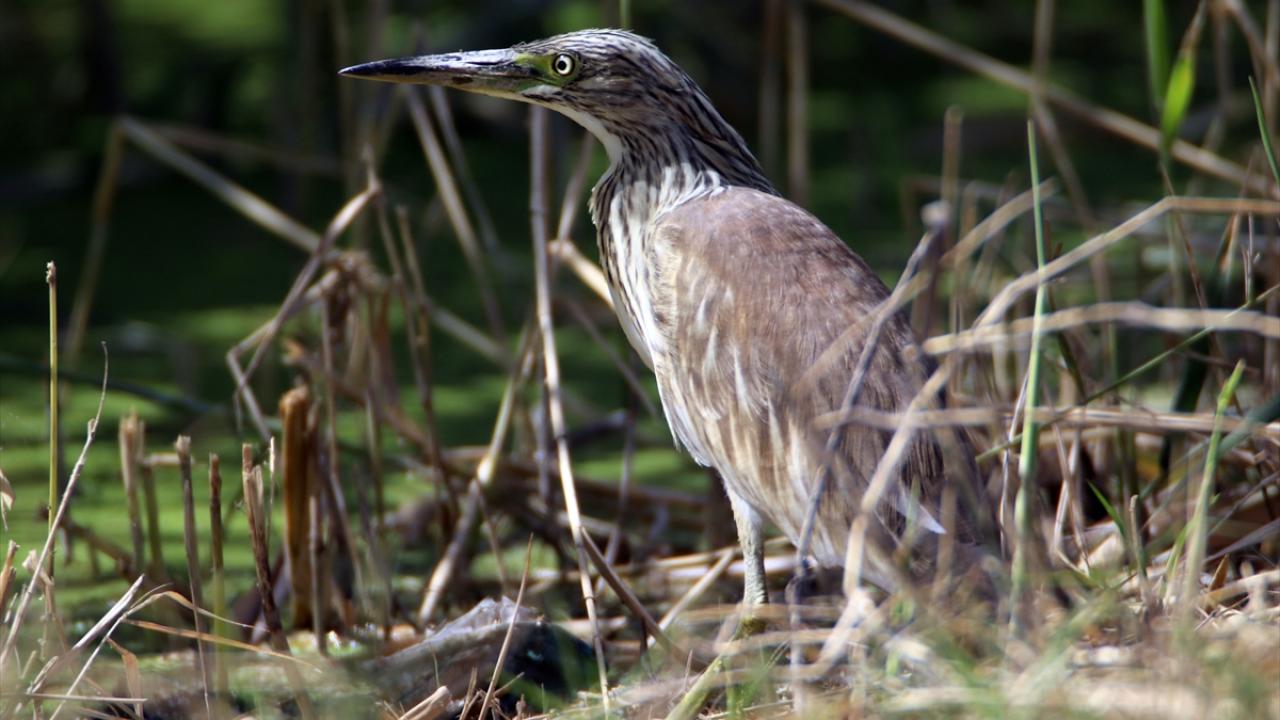 Görselde alaca balıkçıl görülüyor.