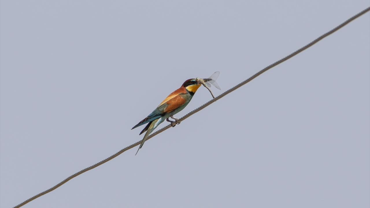 Görselde arıkuşu görülüyor.