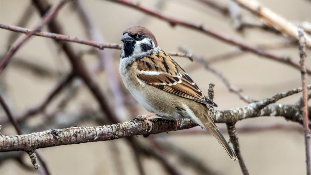 Görselde ağaç serçesi görülüyor.