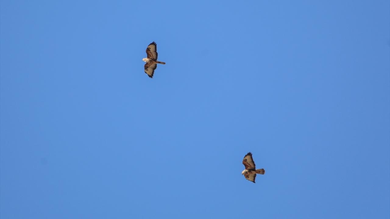 Görselde bayağı şahin görülüyor.