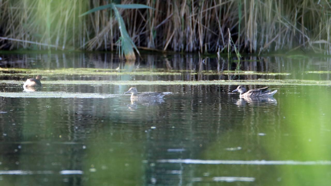 Görselde boz ördek görülüyor.