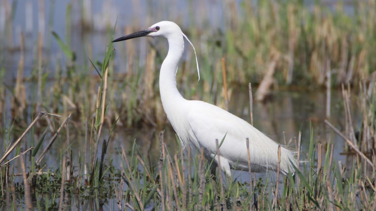 Görselde büyük ak balıkçıl görülüyor.