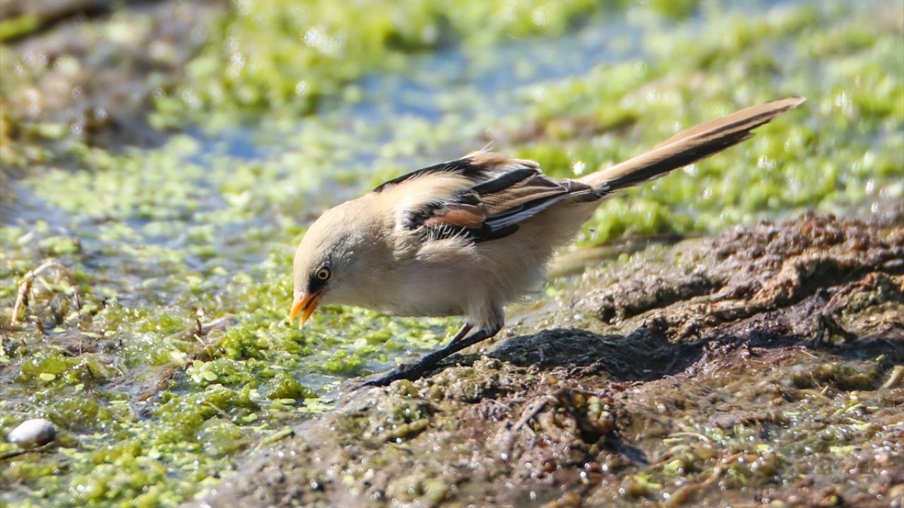 Görselde bıyıklı baştankara görülüyor.