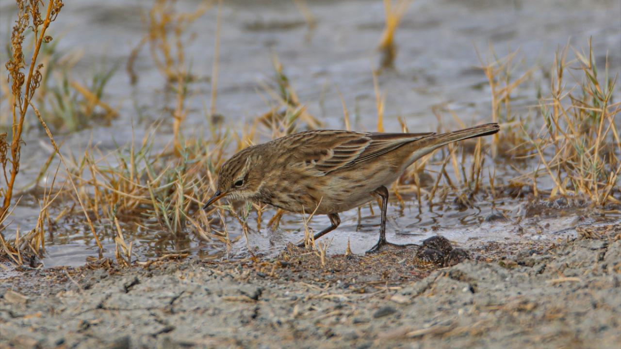 Görselde dağ incirkuşu görülüyor.