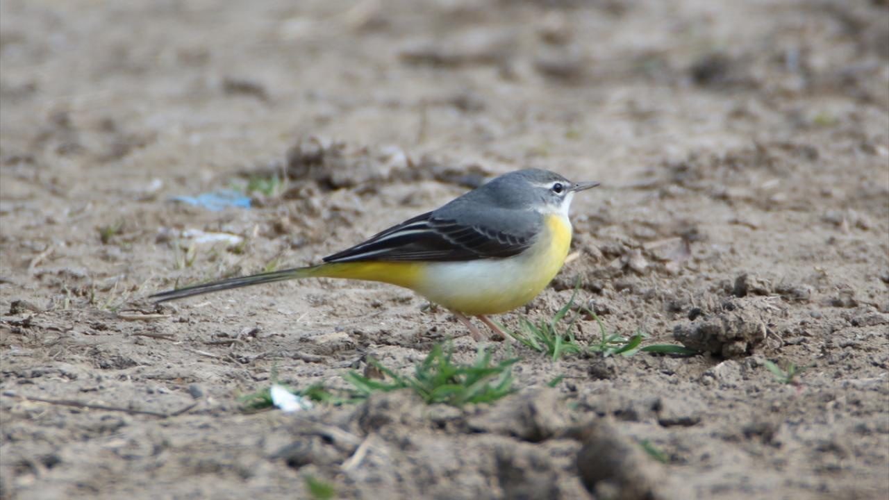 Görselde dağ kuyruksallayanı görülüyor.