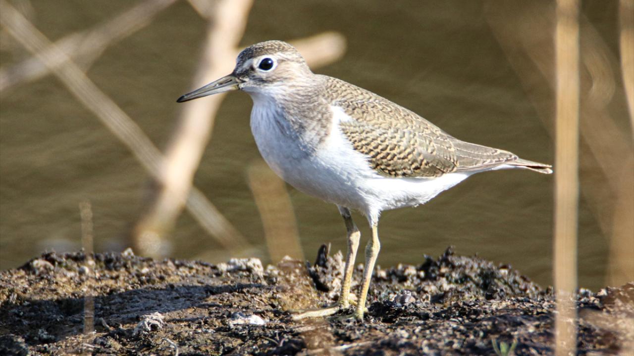 Görselde dere düdükçünü görülüyor.