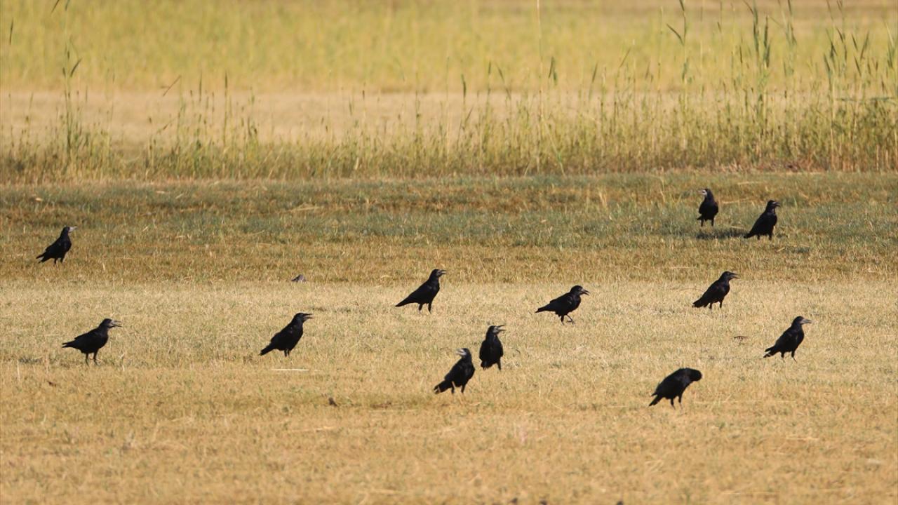 Görselde ekin kargası görülüyor.
