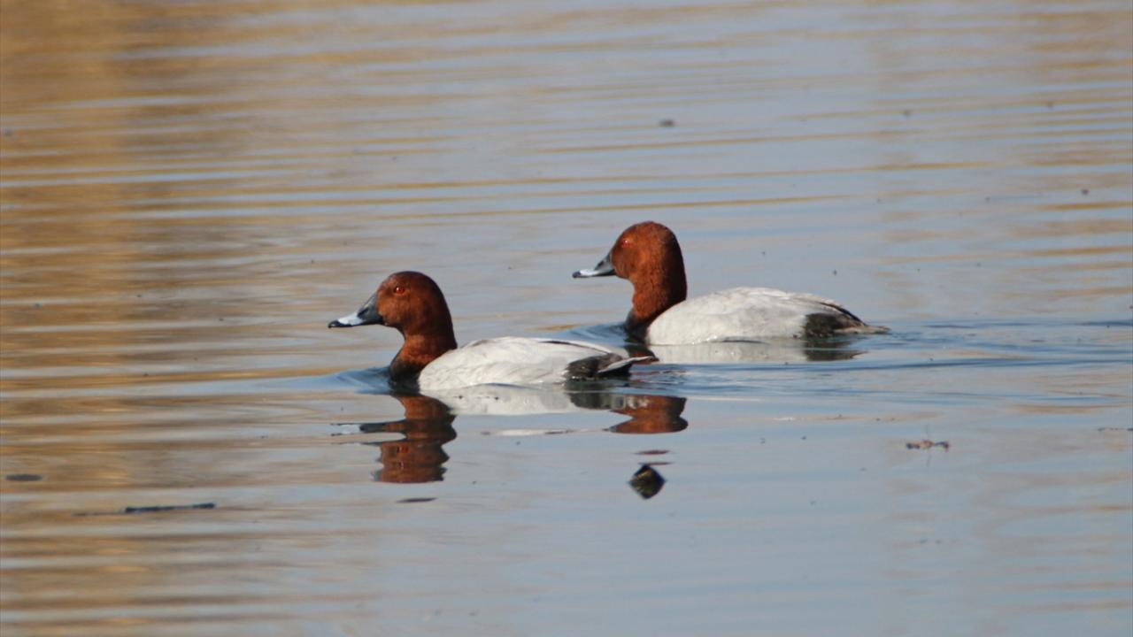 Görselde elmabaş patka görülüyor.
