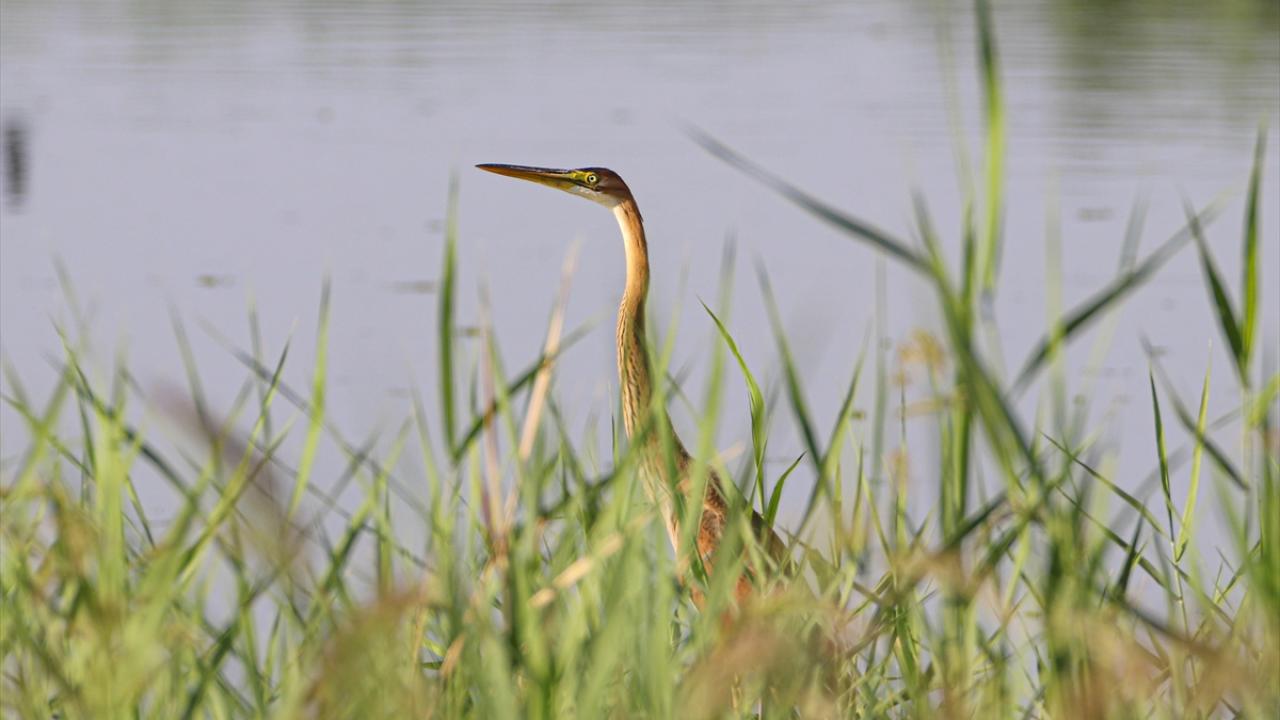 Görselde erguvani balıkçıl görülüyor.