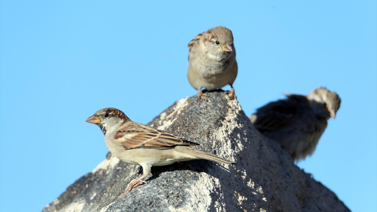 Görselde ev serçesi görülüyor.