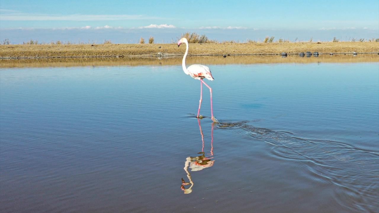 Görselde flamingo görülüyor.