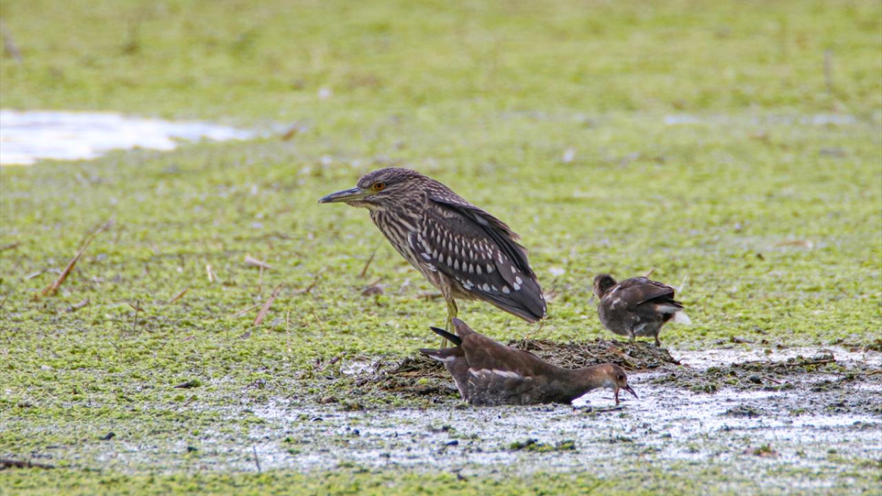 Görselde gece balıkçılı görülüyor.
