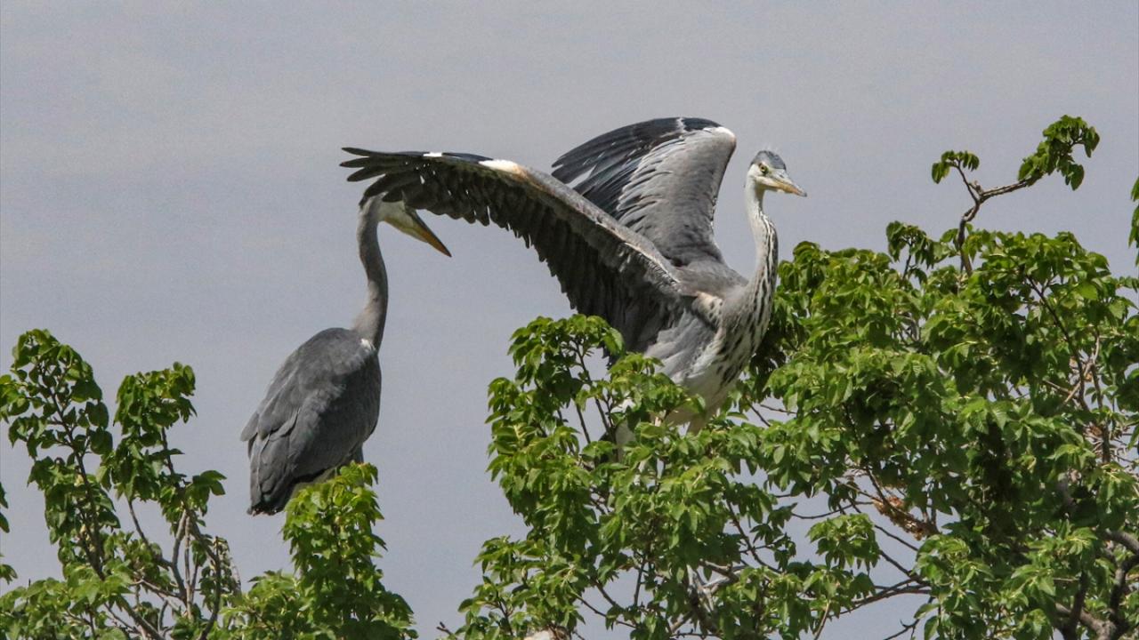 Görselde gri balıkçıl görülüyor.