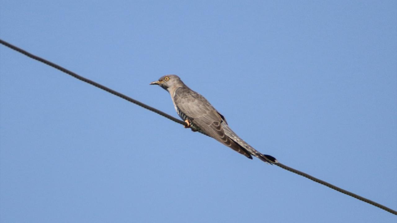 Görselde guguk kuşu görülüyor.
