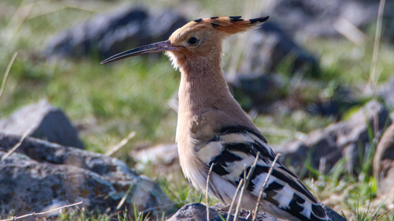 Görselde ibibik görülüyor.