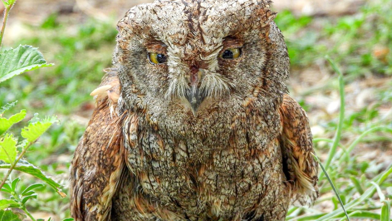 Görselde ishakkuşu görülüyor.