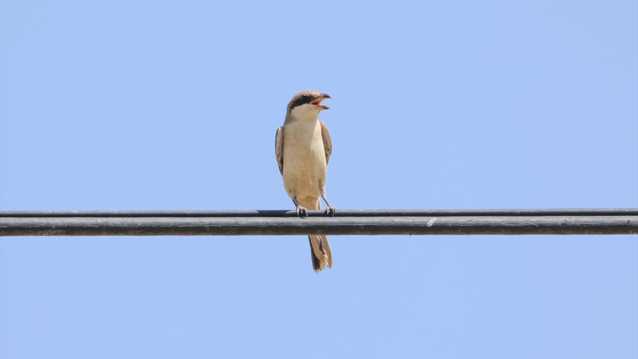 Görselde kara alınlı örümcek kuşu görülüyor.