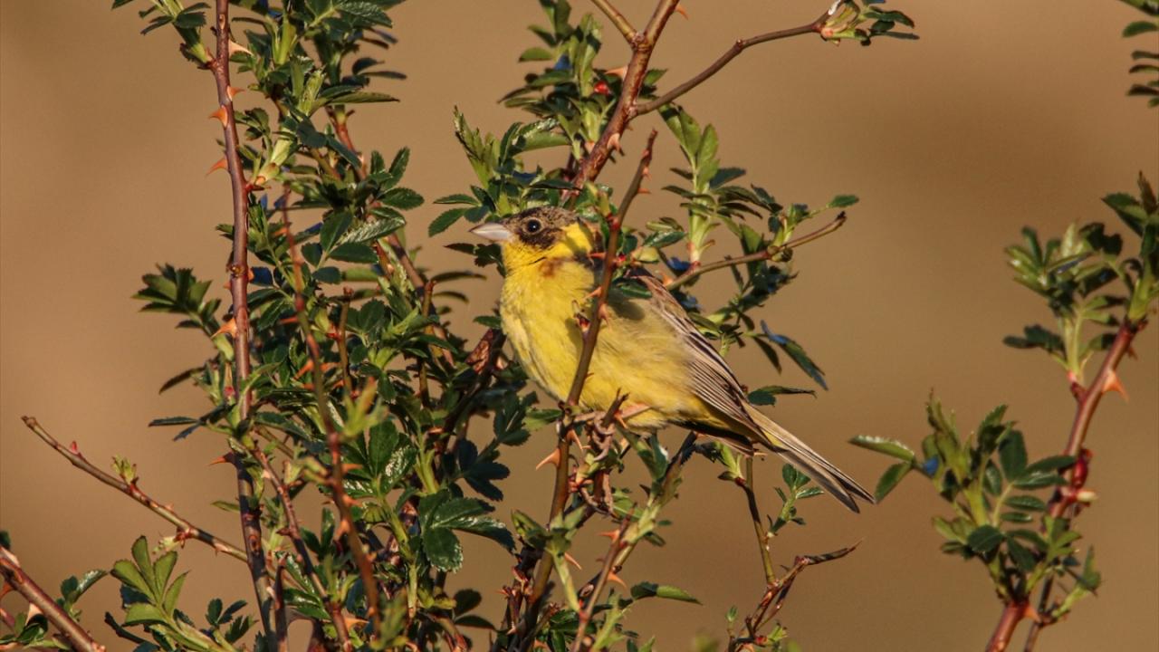 Görselde kara başlı çinte görülüyor.