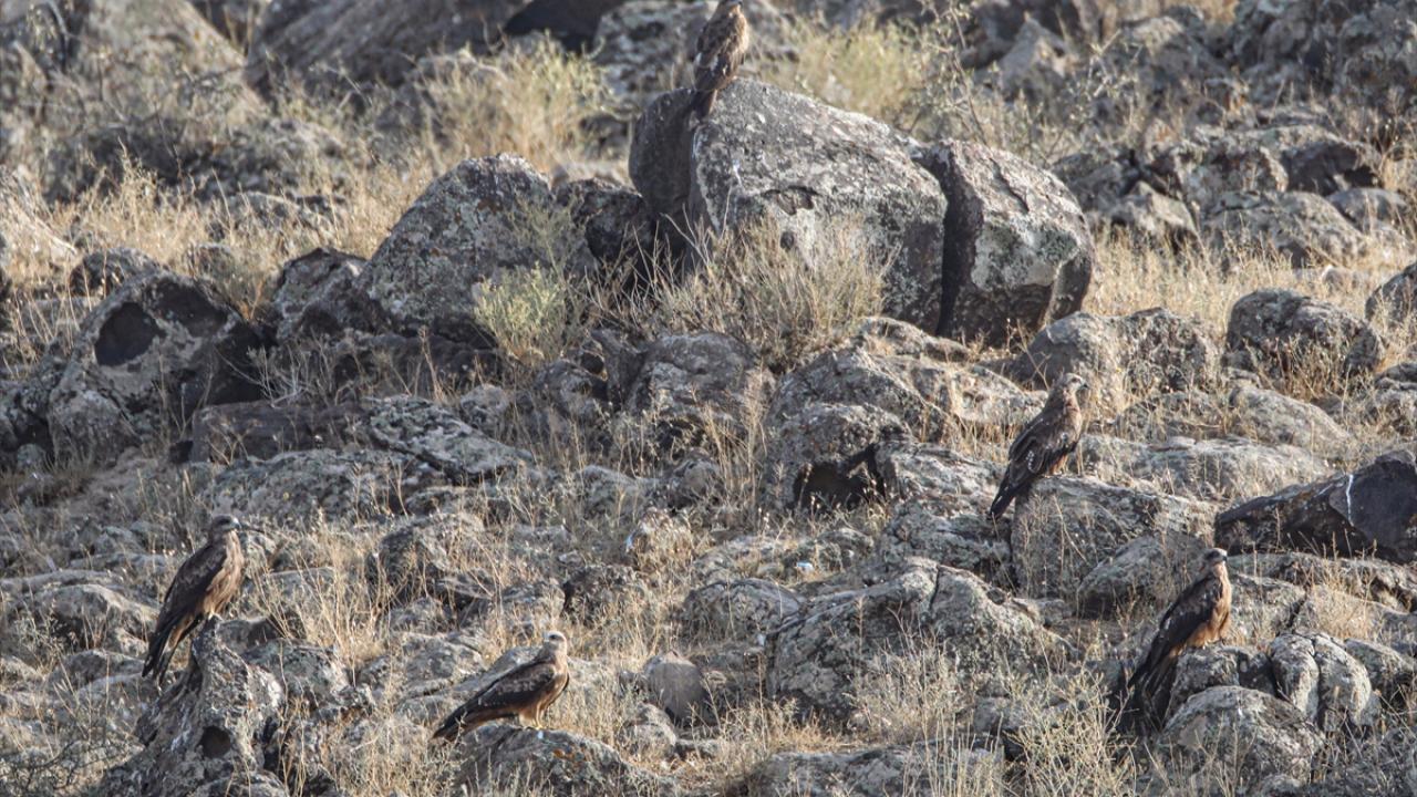 Görselde kara çaylak görülüyor.