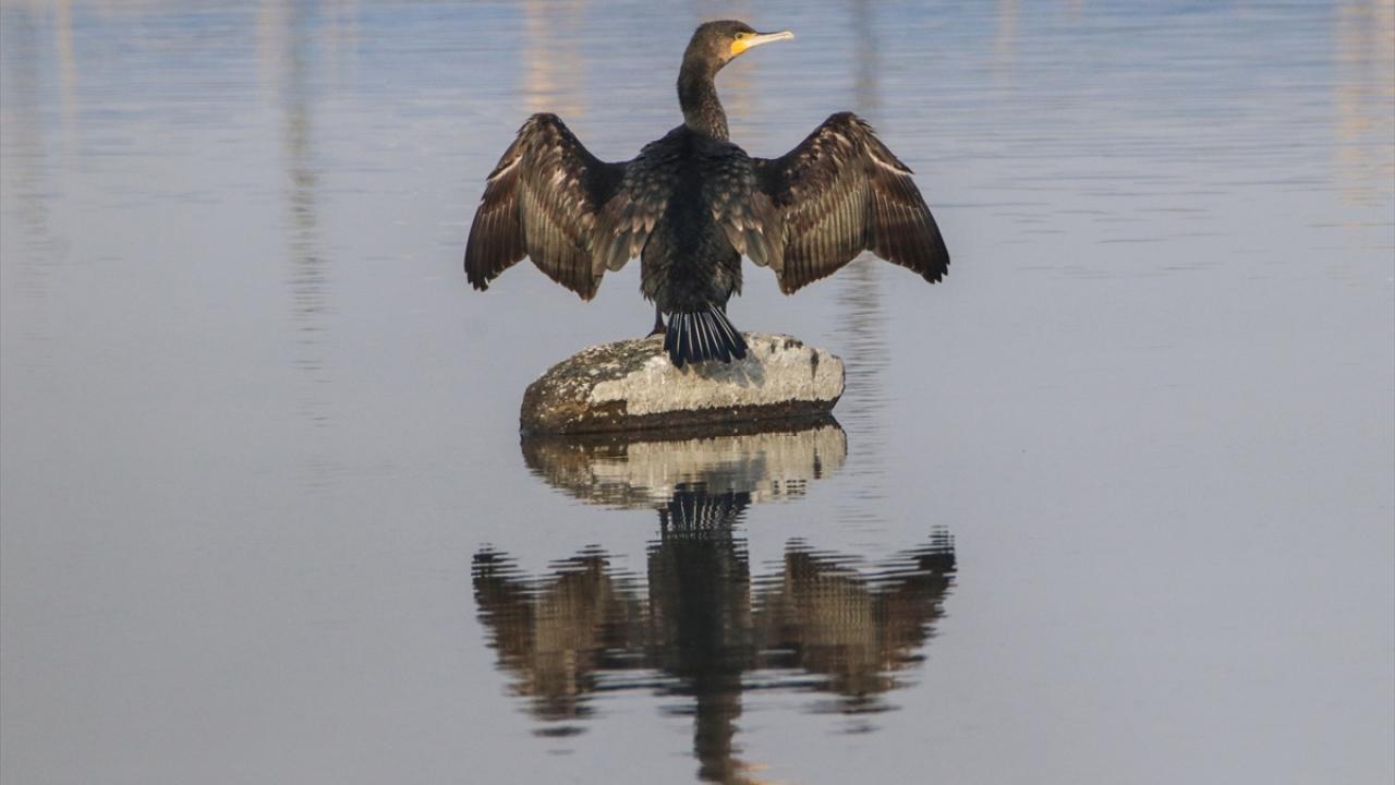 Görselde karabatak görülüyor.