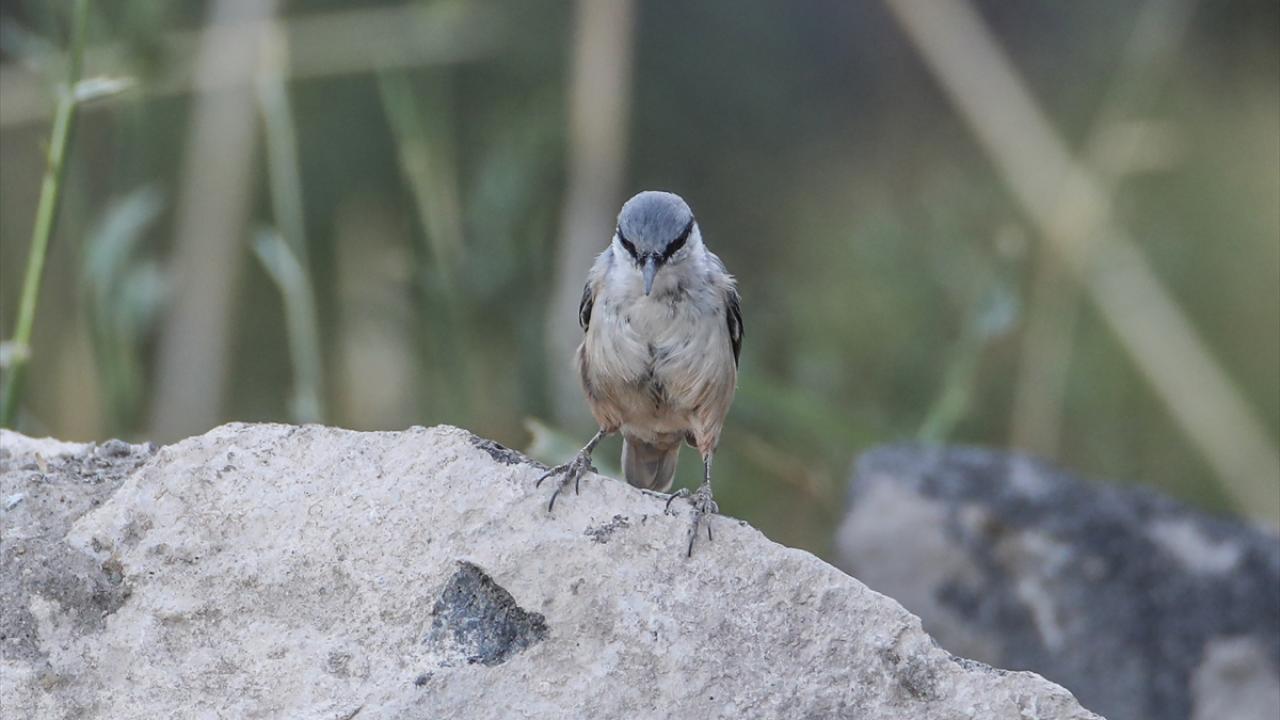 Görselde kaya sıvacısı görülüyor.
