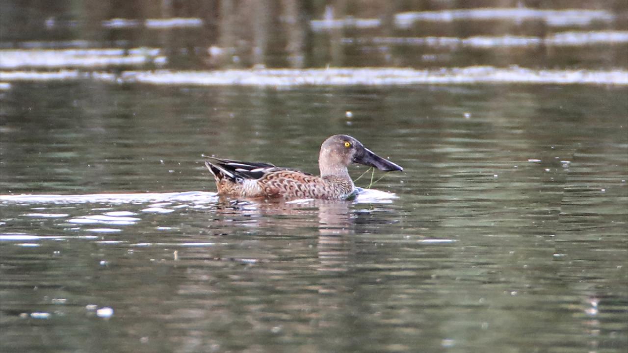 Görselde kaşıkgaga görülüyor.