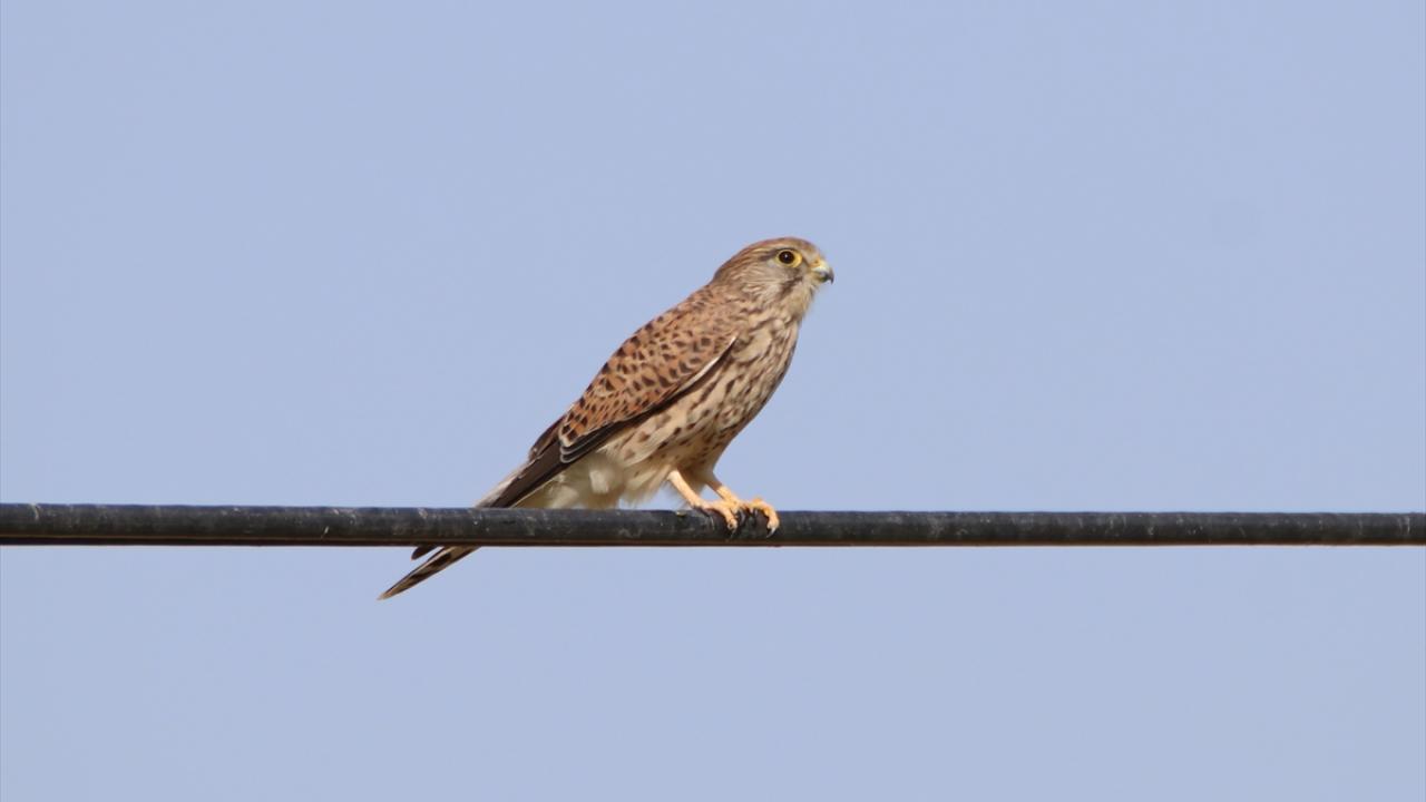 Görselde kerkenez görülüyor.