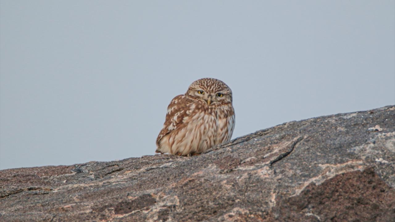 Görselde kukumav görülüyor.