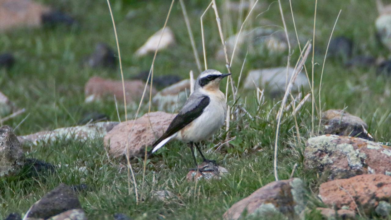 Görselde kuyrukkakan görülüyor.