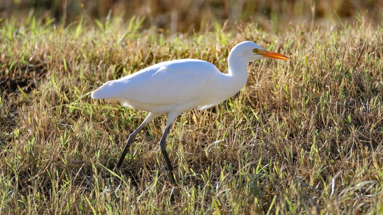 Görselde küçük ak balıkçıl görülüyor.