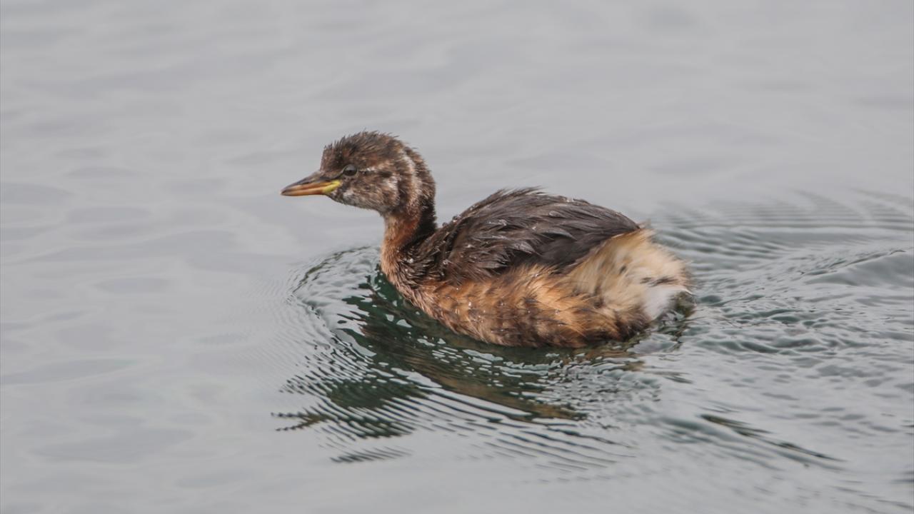 Fotoğrafta küçük batağan görülüyor.