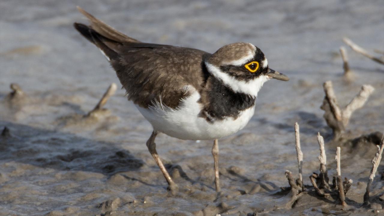 Fotoğrafta halkalı küçük cılıbıt görülüyor.