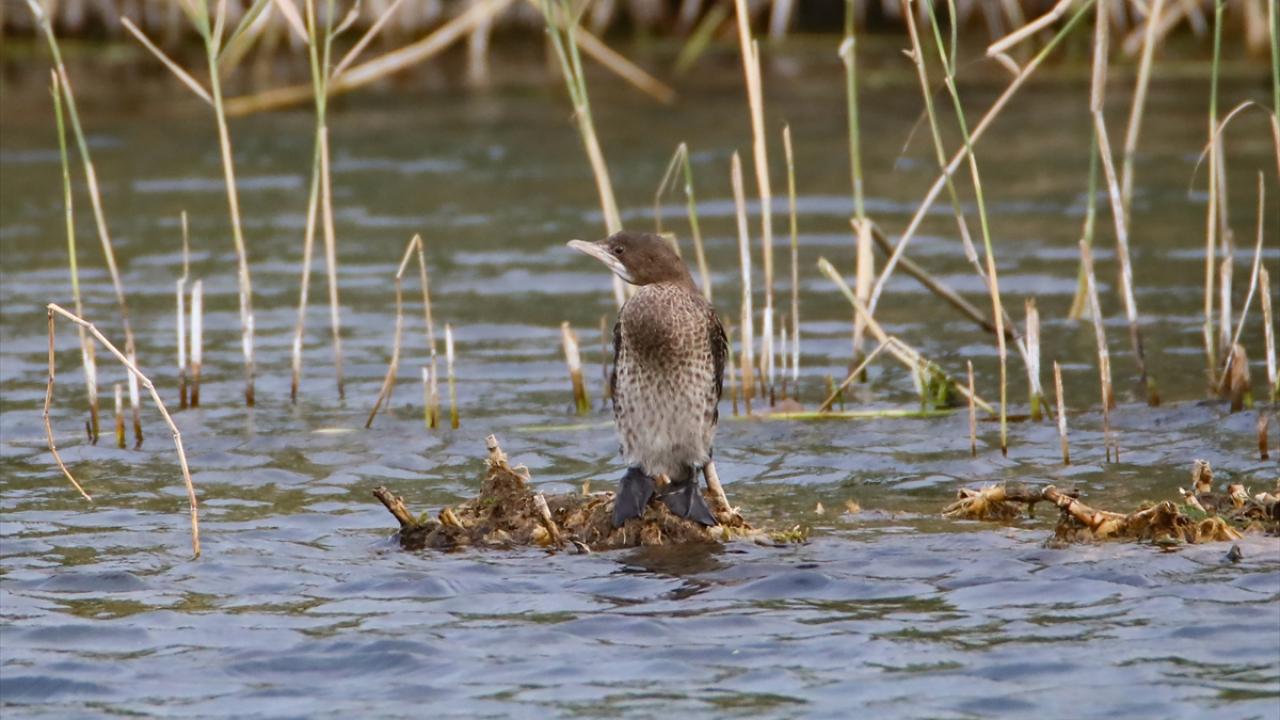Fotoğrafta küçük karabatak görülüyor.