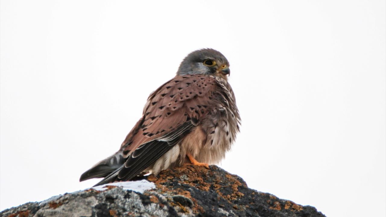 Fotoğrafta küçük kerkenez görülüyor.