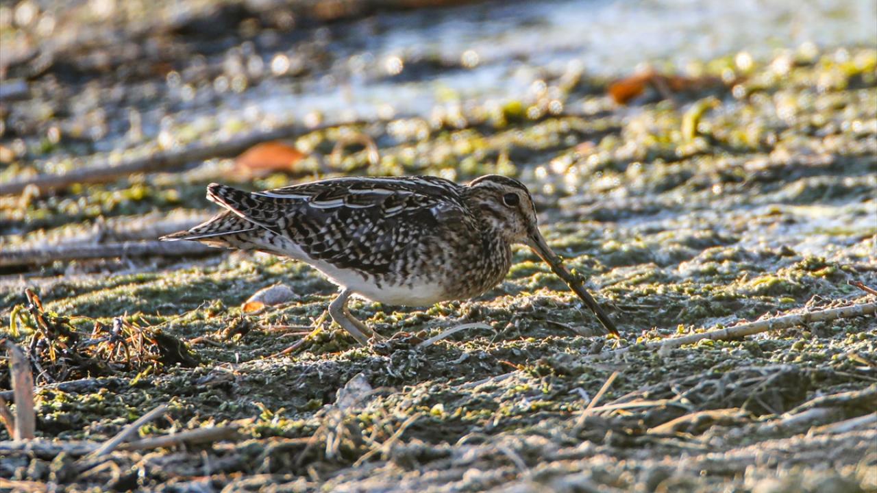 Fotoğrafta küçük suçulluğu görülüyor.