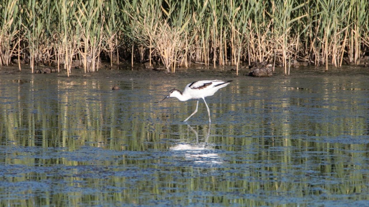 Fotoğrafta kılıçgaga görülüyor.