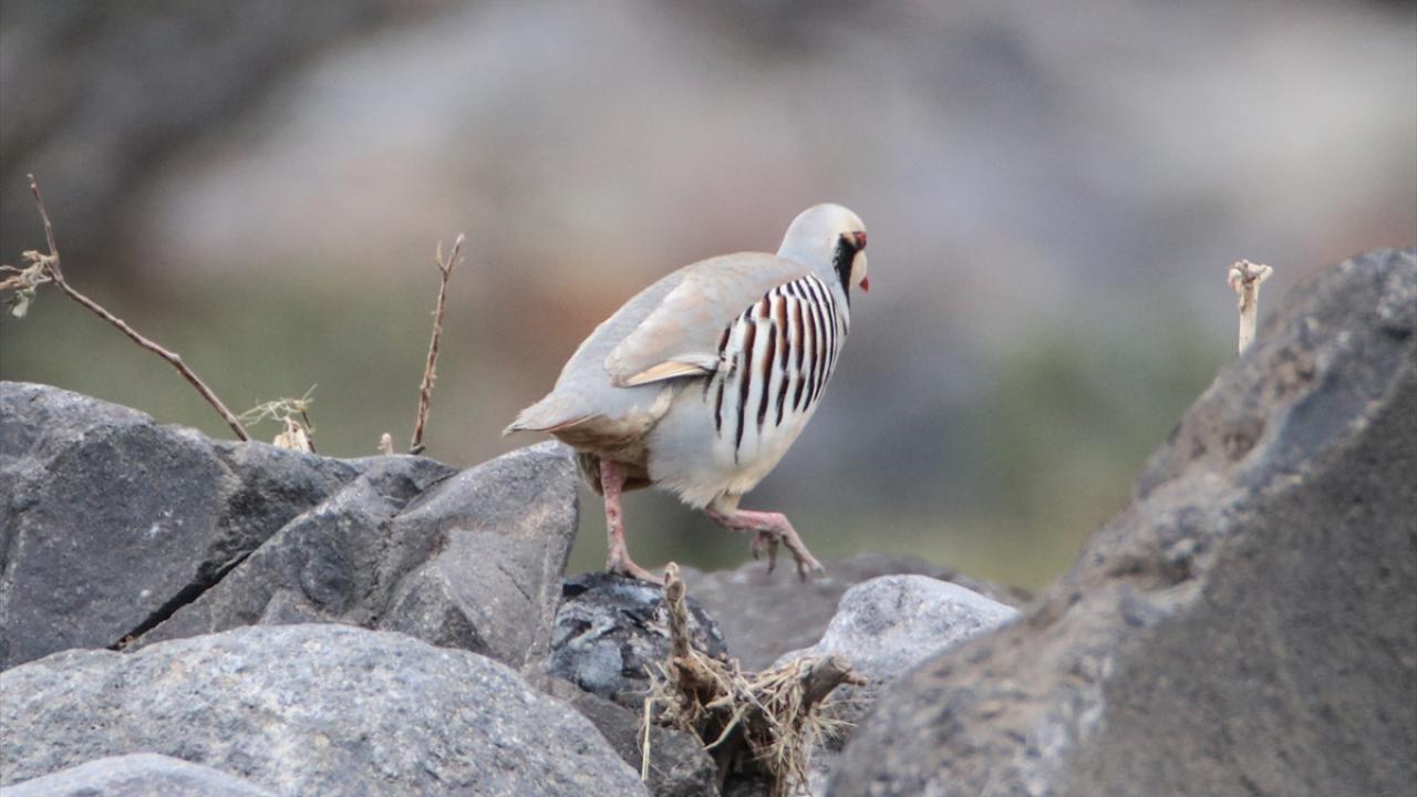 Fotoğrafta kınalı keklik görülüyor.