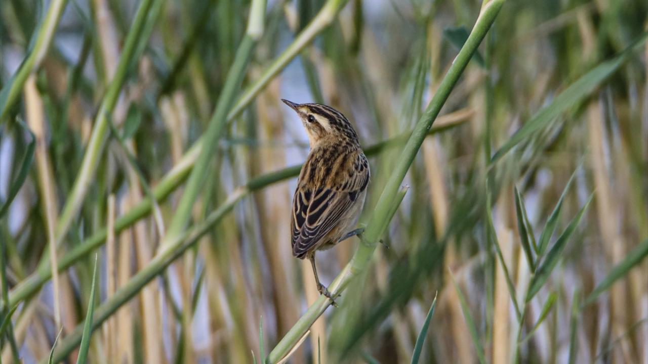 Fotoğrafta kındıra kamışçını görülüyor.