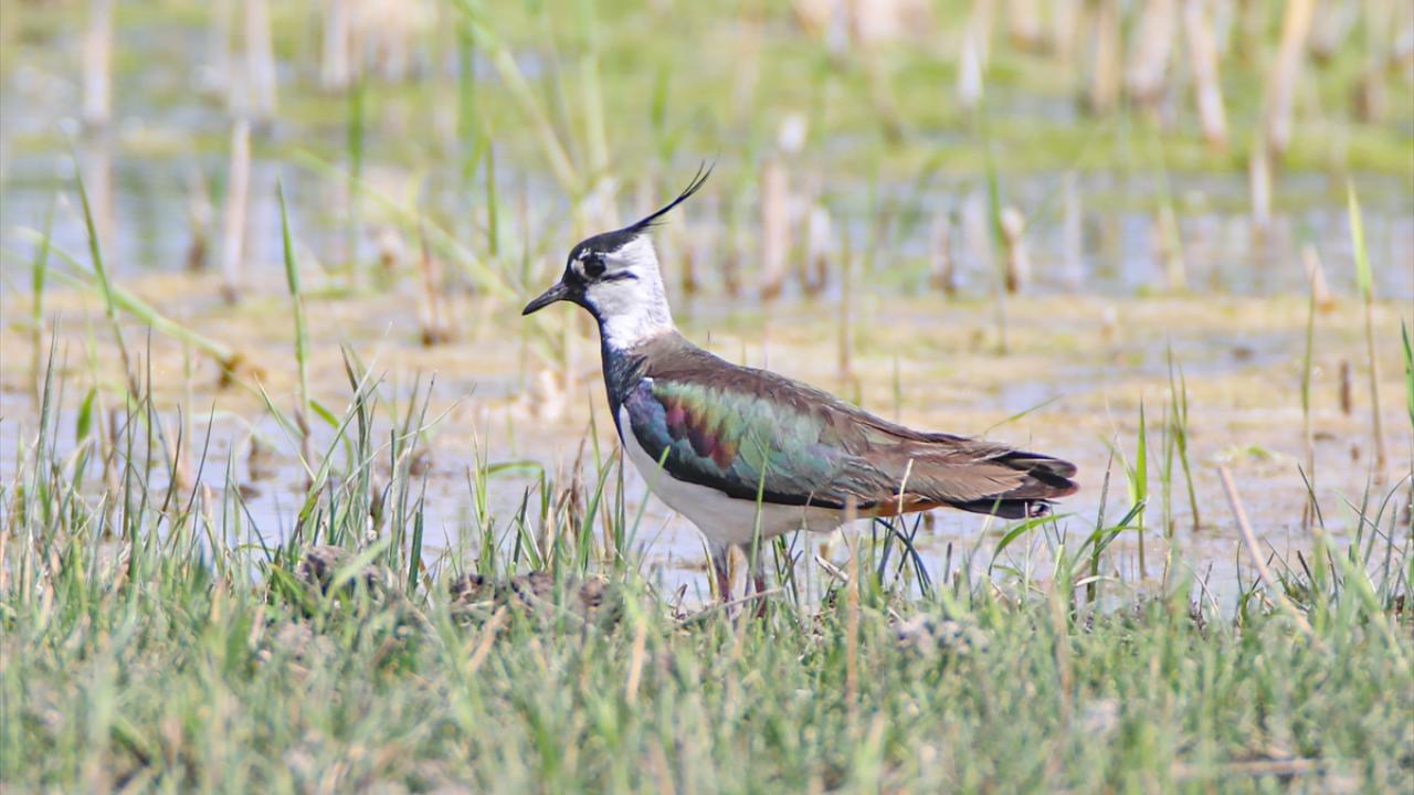 Fotoğrafta kızkuşu görülüyor.